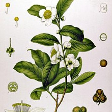 220px-Camellia_sinensis_-_Köhler–s_Medizinal-Pflanzen-025